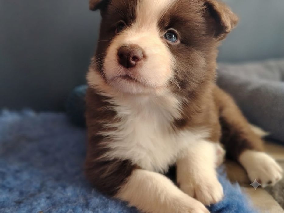 Czekoladowa suczka border collie FCI / ZKwP