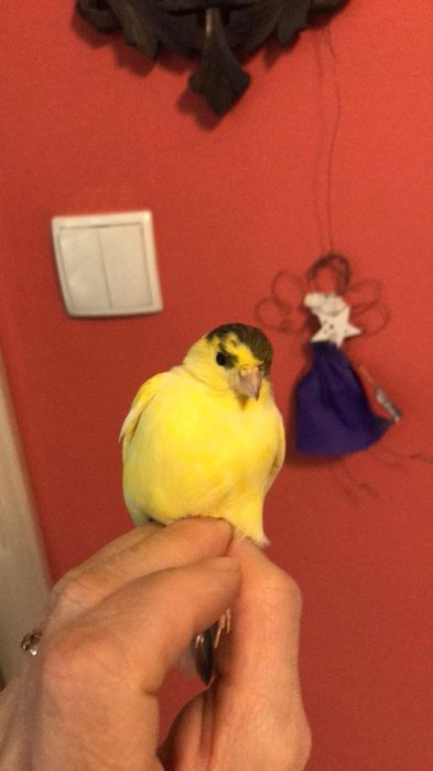 Sprzedam kanarki timbradory