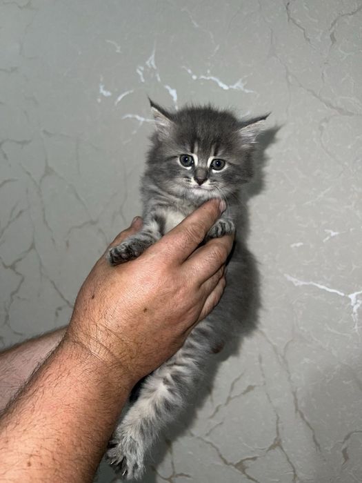Продам котика британська весловуха