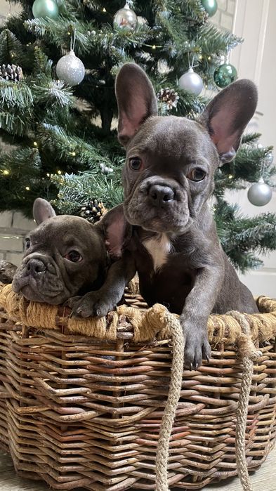 Французский будьдог