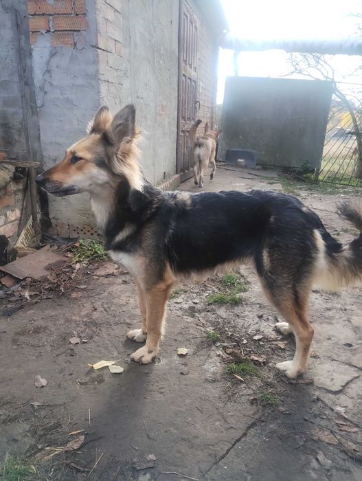 Подарую цуценят метіси Німецької вівчарки