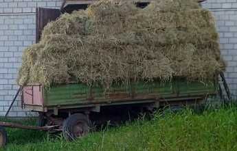 Siano w kostkach