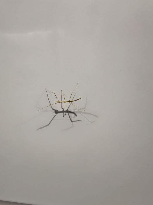 Patyczaki rogate małe za darmo