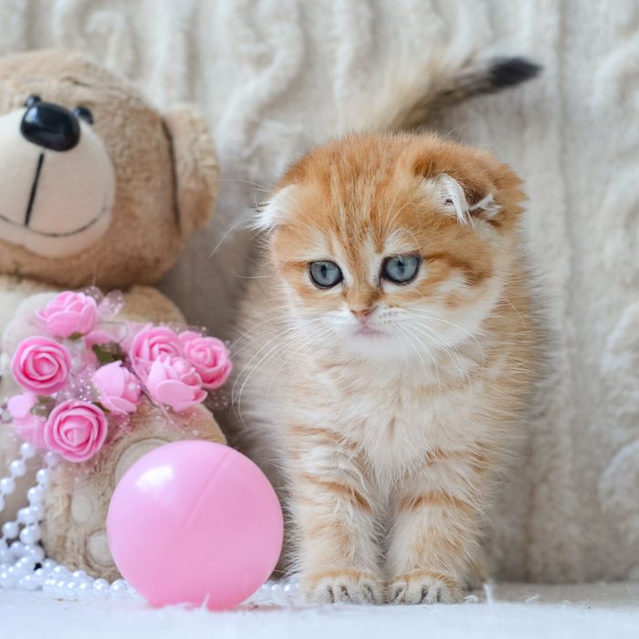 Золота красуня-кошеня