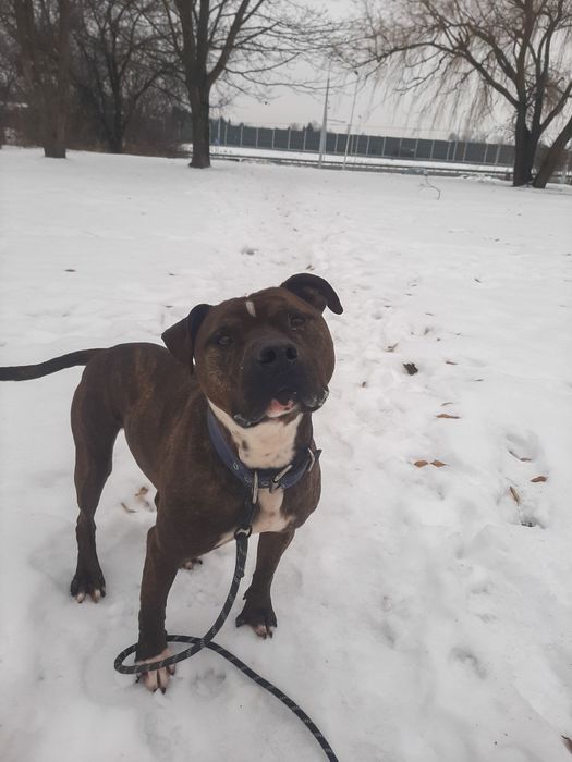 Zgrywusek szuka domku