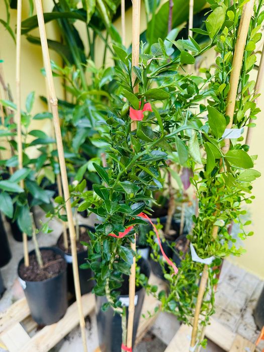 Árvores Limão Caviar Vermelho - Raro