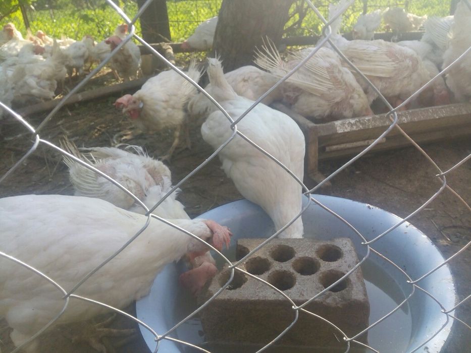 Кура, курка, кури 90  грн