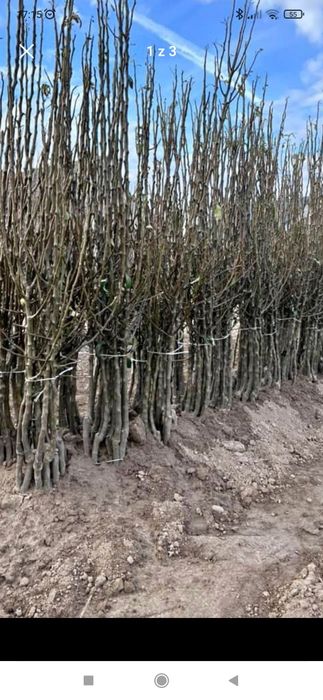 Drzewka i krzewy owocowe