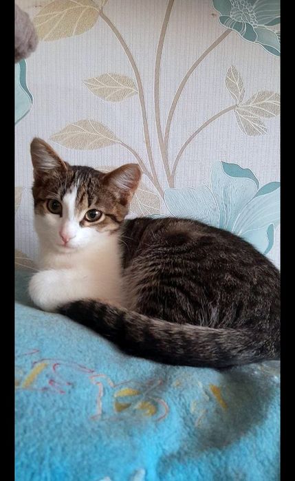 Маленький котёнок мальчик табби ищет дом! котята в хорошие руки!