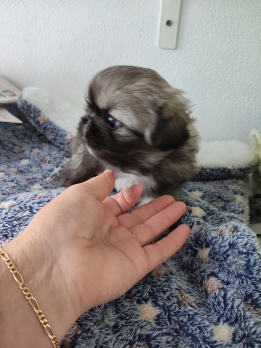 Piquenês fêmea linda