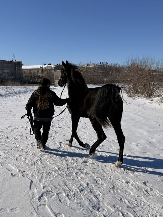 Жеребец УВП конь