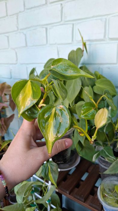 philodendron - купити кімнатні рослини Київ - Ціна на OLX.ua