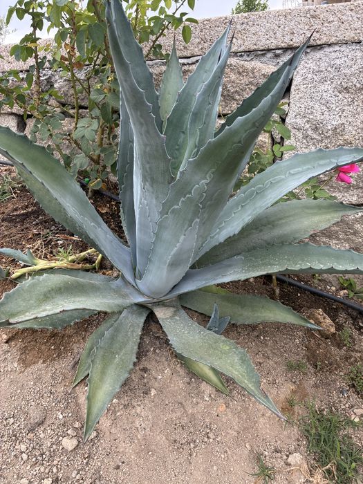 Tenho 5 cactos ja adultos para vender