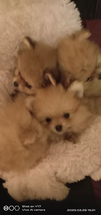 Померанський шпіц. Продаж