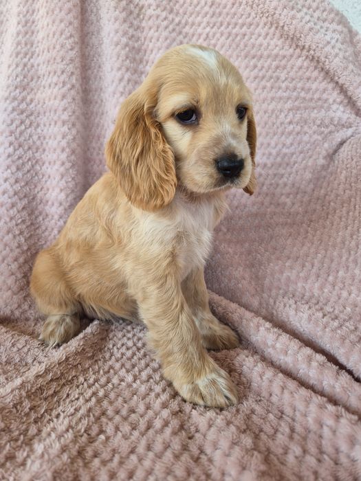Cocker spaniel suczka 4