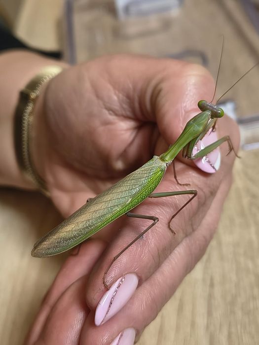 Modliszki Hierodula z Papui