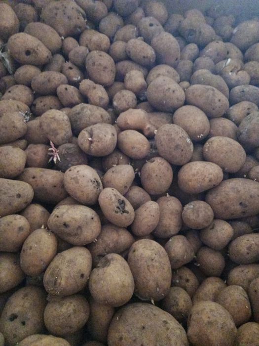 Sprzedam ziemniaki odpadowe