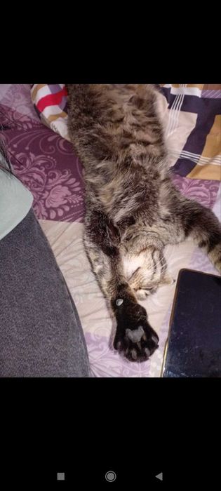 Вислоухая кошка в хорошие руки