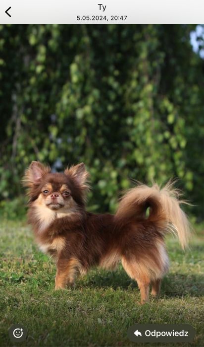 Chihuahua dlugowlosy FCI czekoladowy podpalany REPRODUKTOR