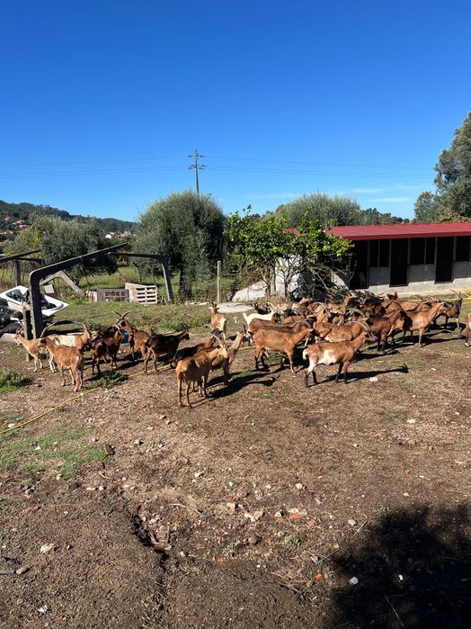 Cabras e cabritas b4