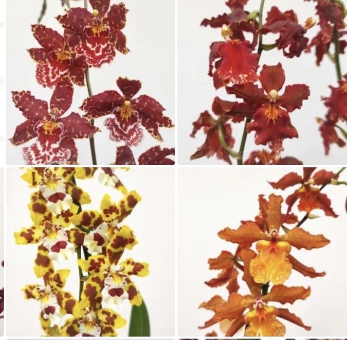Orquideas variadas