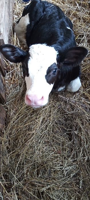 Inseminacja bydła, potwierdzanie cielności