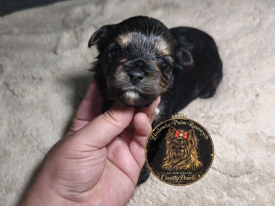 Black Tan Yorkshire Terrier - piesek