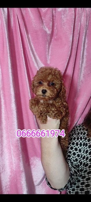 Той Пудель Ред Браун з документами клубу