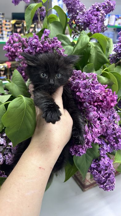 Девочка котенок 1,5 мес