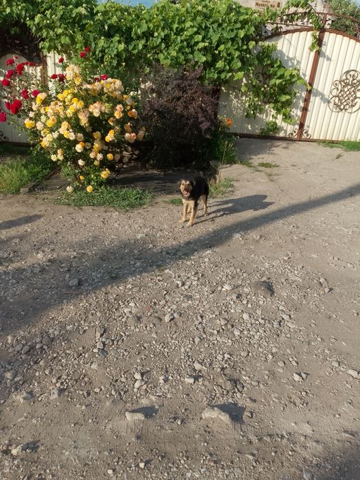 В добрі руки молодой пес