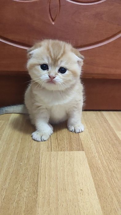 Мишутка, ЗОЛОТАЯ шиншилла, вислоухий мальчишка