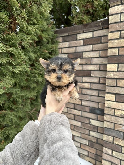 Дівчинка йорк міні