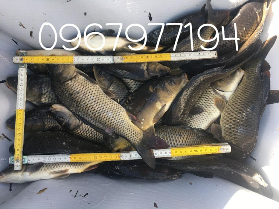 Продаж зарибка, личинки. Доставка спецавтомобілем.