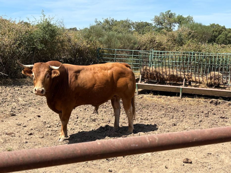Vacas touro limousino