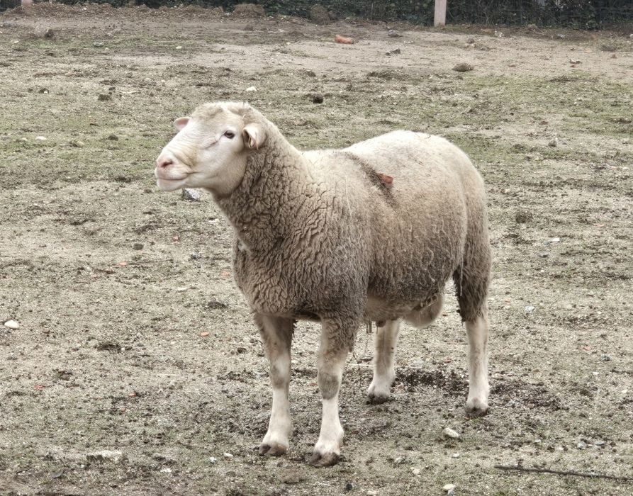 Carneiro il de france puro