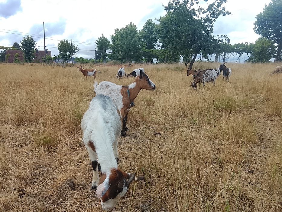 Cabras anãs várias idades