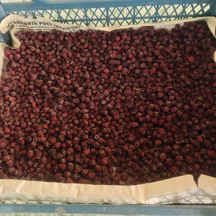 Боярышник (глід) сухой 2025г.