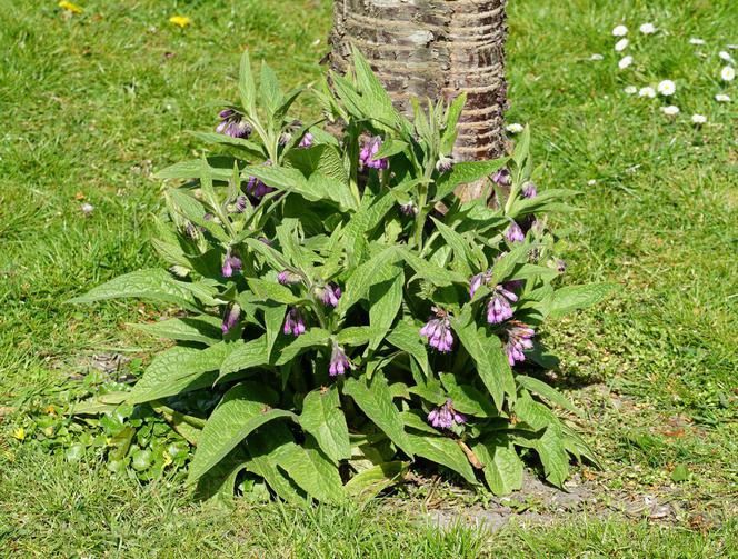 Gnojówka z żywokostu 10l