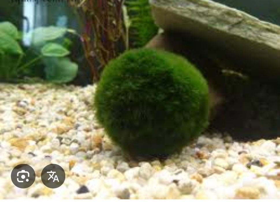 Маримо мох домашний питомец подарок