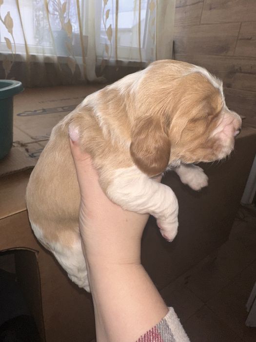 Цуценята Англійський кокер спаніель