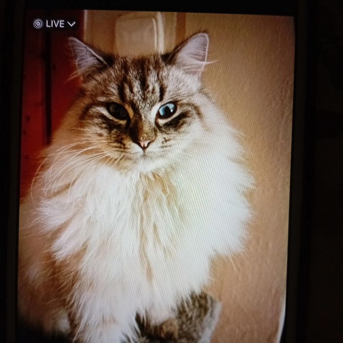 Кот кіця кошеня 9міс