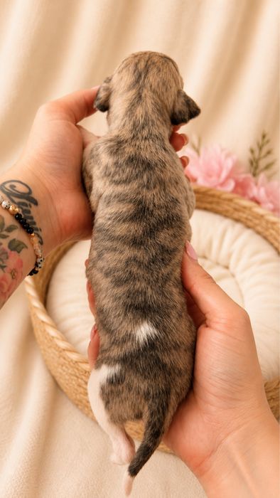 Chart angielski whippet suczka szczenie hodowla zkwp fci