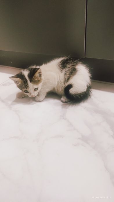 Віддам котиків в добрі руки