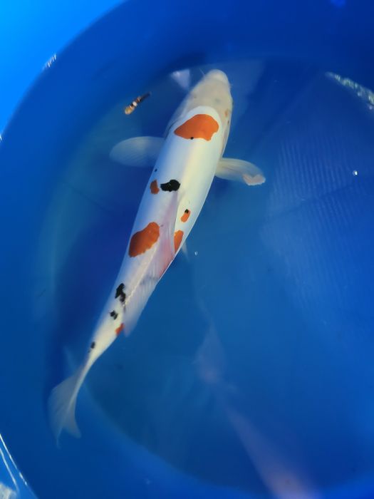 Japońskie karpie koi