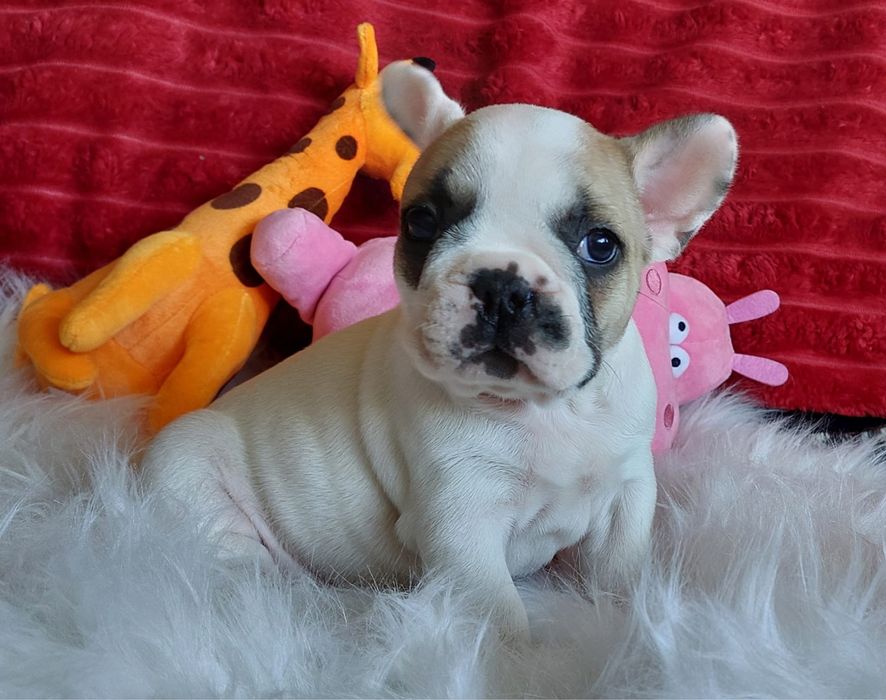 Bulldog francês bebé