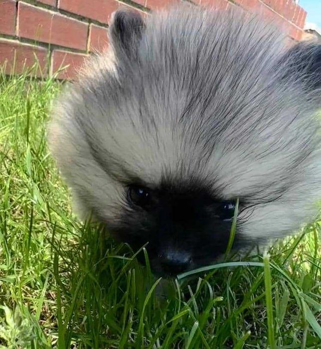 linda cria fêmea de Lulu da Pomerânia