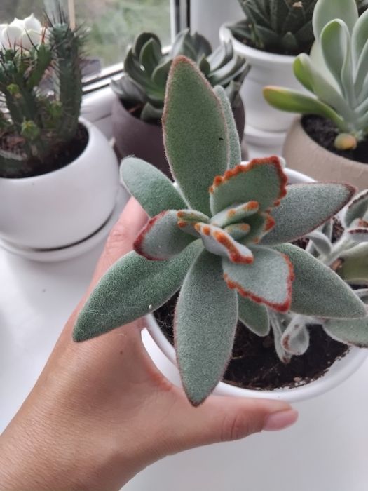 Сукуленти, ехеверія