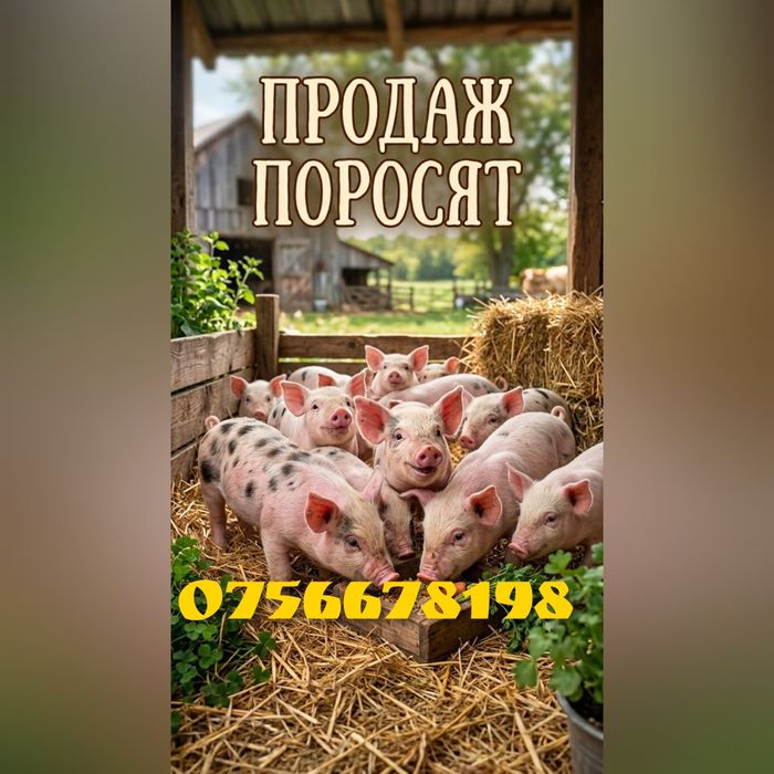 Поросята велика біла