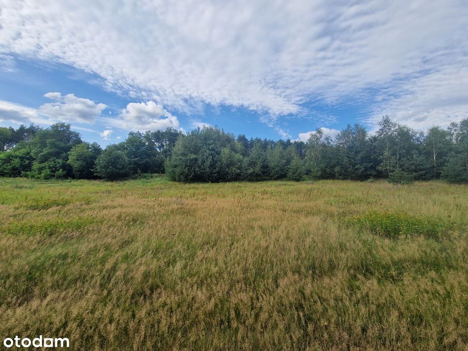 Chorzępowo działka budowlana 2295 m2 JEZIORO pod lasem MPZP Sieraków