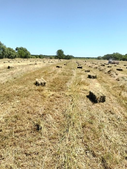 Продам тюки... Свіжий покос